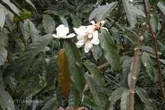 Magnolia doltsopa